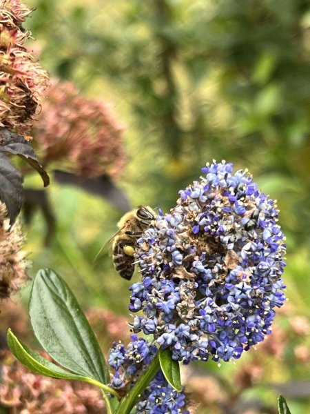 ABEILLE sur Lilas de Californie. Jardin, 22 juin 2024. '' Bee American ''. ORPHÉE HENRY DECORMEILLE